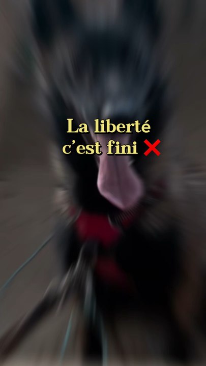 H-48 avant de tout vous révéler 🤫 🐻‍❄️💁🏻‍♀️. Allez soyez à l’affût, vos loups le méritent ! 🐕