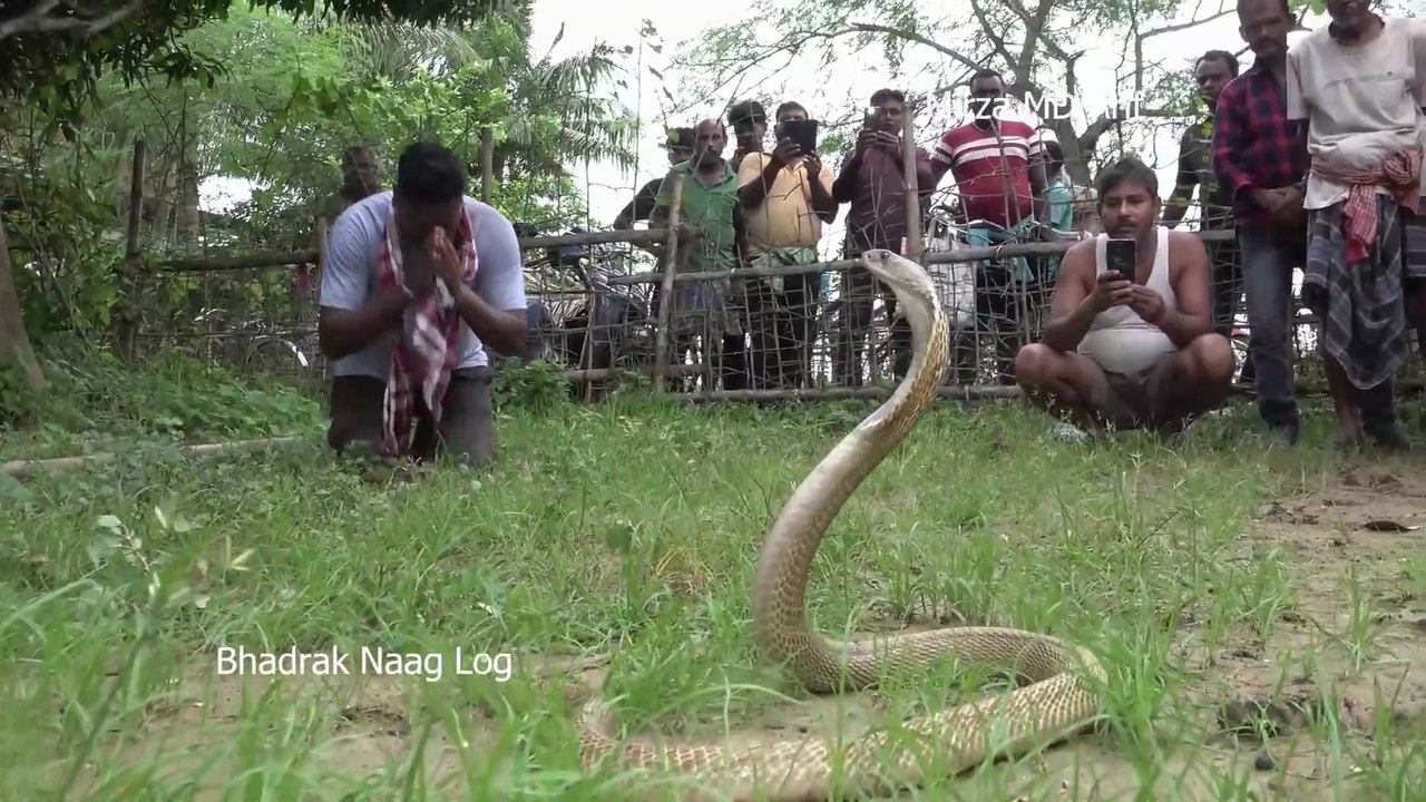 aggressive cobra snake attack