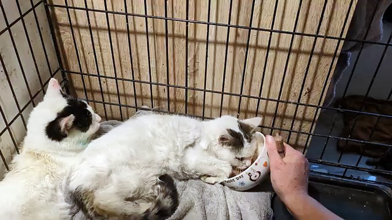 A big thank you to our supporters without whom we couldn't go on.  This poor cat is finally eating on her own, and this Royal Canine Mousse is a perfect food for cases like these. She's on antibiotics and GS and is doing better!