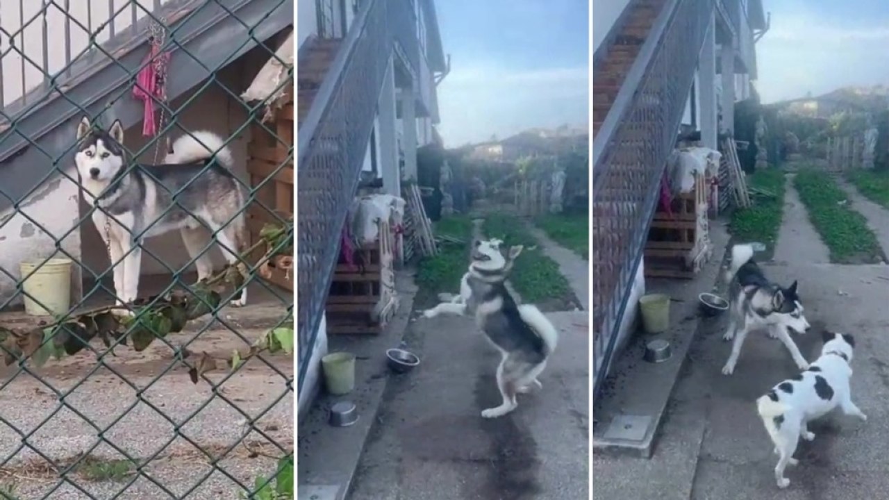Verona, viveva legato a una catena: l’husky Ron...