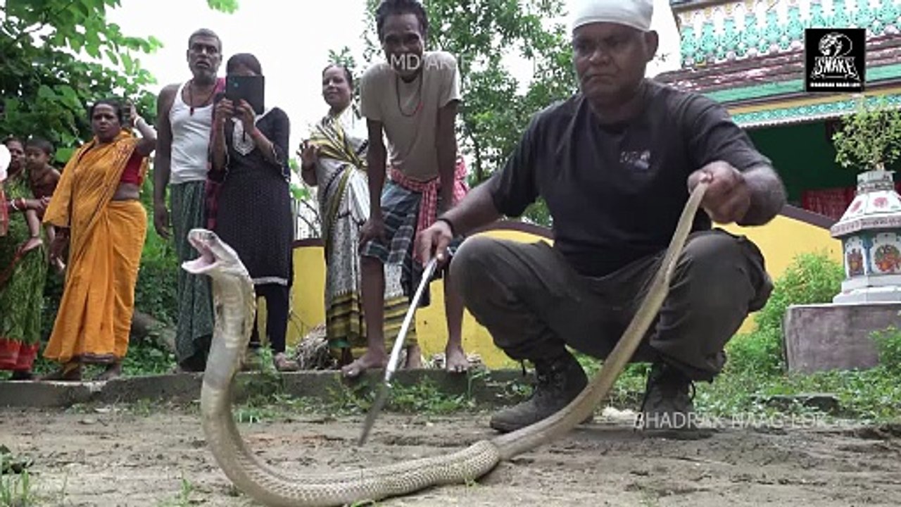 Look how dangerous this snake is.