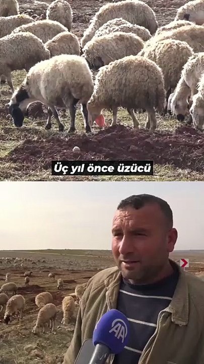 Şanlıurfa’daki Deprem Mağduru Besiciye Devlet Eli Değdi