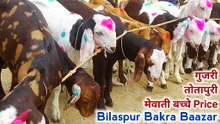 bakra mandi bilaspur | bilaspur bakra mandi up | Bakra mandi uttar pradesh