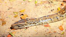 🐍 Indian Rock Python: India’s Giant Snake Star