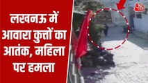 लखनऊ: आवारा कुत्तों के झुंड का महिला पर हमला, CCTV वीडियो आया सामने