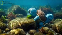 Real Life Pokémon - NatGeo: Mega Blastoise | The Biology of a Living Tank