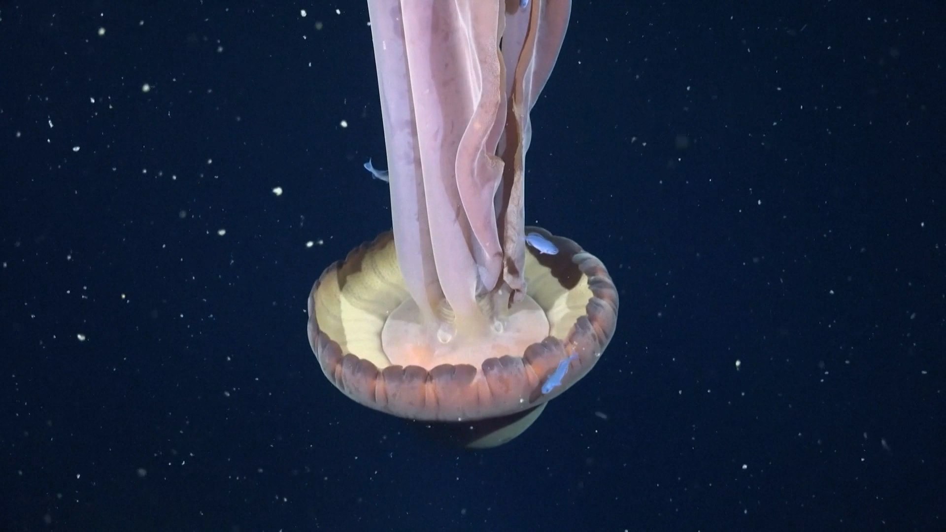 n hallazgo tan fascinante como inquietante sorprendi� a la comunidad cient�fica: una medusa fantasma, una de las especies m�s raras y menos conocidas del oc�ano profundo, fue registrada por primera vez en el Mar Argentino durante una expedici�n cient�fica liderada por investigadores argentinos.

El avistamiento ocurri� a 253 metros de profundidad, en el talud continental argentino, una zona clave para el estudio de la biodiversidad marina. Las im�genes fueron captadas mediante equipos de exploraci�n submarina de alta tecnolog�a, capaces de operar en condiciones extremas de presi�n y oscuridad total.

Seg�n informaron los cient�ficos en un comunicado oficial, el ejemplar observado tendr�a una longitud aproximada de 11 metros, lo que la convierte en una de las medusas m�s grandes jam�s documentadas en esta regi�n. Su aspecto et�reo y casi transparente le vali� el nombre de "medusa fantasma", ya que rara vez es vista y a�n se sabe muy poco sobre su comportamiento y ciclo de vida.

Este descubrimiento refuerza la importancia de continuar explorando las profundidades del oc�ano, un territorio en gran parte desconocido. Adem�s, aporta informaci�n clave sobre la biodiversidad del oc�ano profundo y el rol del Mar Argentino como ecosistema de especies �nicas y sorprendentes.