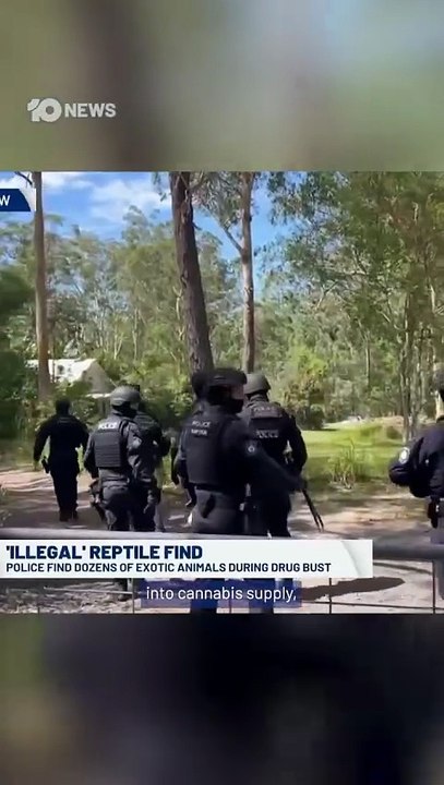 Drug Raid Uncovers Illegal Makeshift Zoo on NSW Mid-North Coast