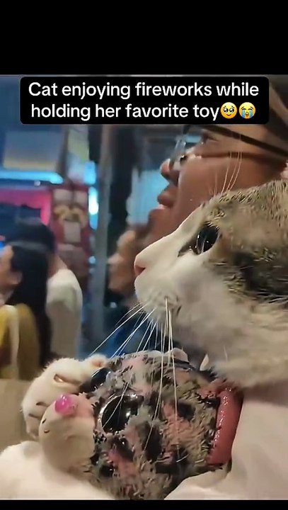 Cat loves it🥹 #fyp #viral #animals #cat #cats #fireworks #cute #funny #aww #fypシ #shorts #ytshorts