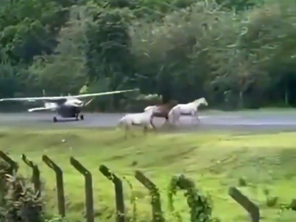 Pferde stürmen Landebahn: Flugzeug kracht fast rein