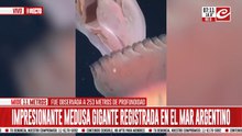 El CONICET registró imágenes de medusa gigante en el Mar Argentino