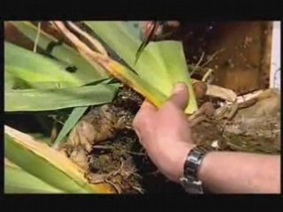 Fin des iris multiplier les iris