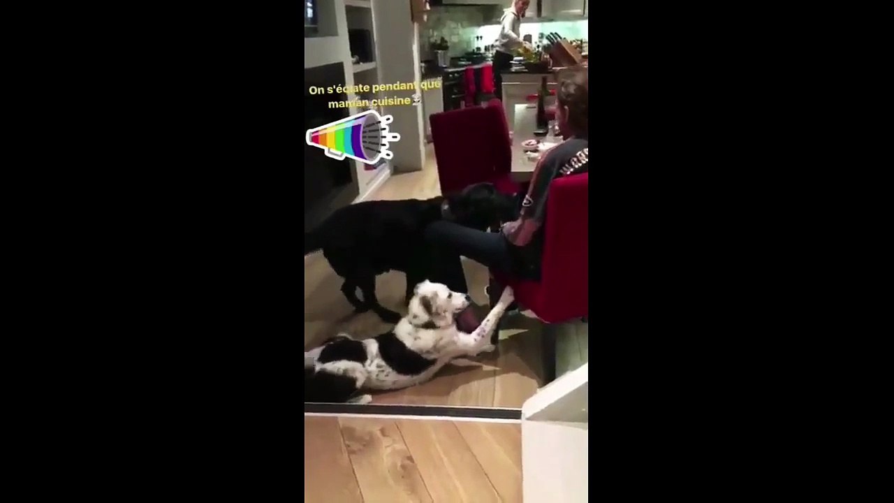 2017 – Johnny Hallyday – Johnny s’éclate et chante en cuisine avec ses chiens (14 septembre)