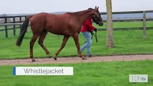 Whistlejacket