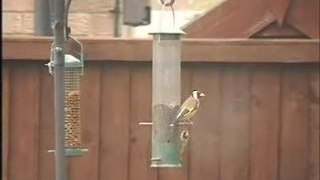 Goldfinches 1