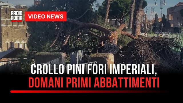 Crollo pini Fori Imperiali, domani primi abbattimenti