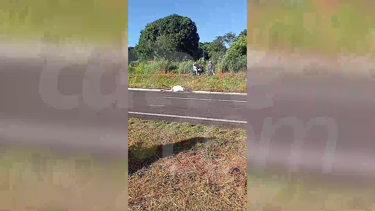 Gado solto na BR-376 provoca acidentes em Nova Esperança