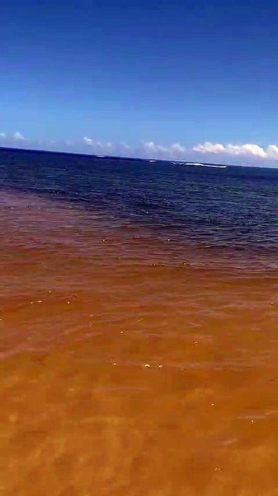 Vídeo mostra peixes-boi em Jequiá da Praia, Litoral Sul de Alagoas