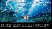 【豆知識】死ぬ前に訪れたい世界の水族館　【Trivia News】Aquariums Around the World You'll Want to Visit Before You Die