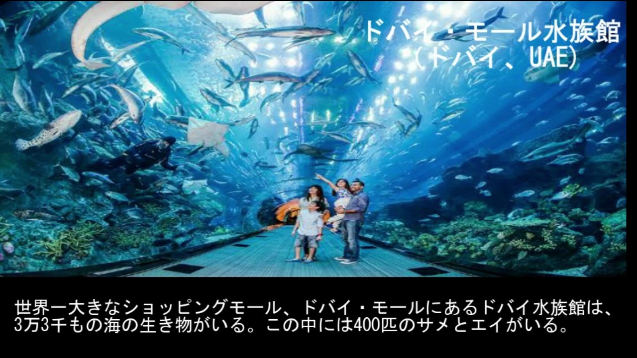 【豆知識】死ぬ前に訪れたい世界の水族館　【Trivia News】Aquariums Around the World You'll Want to Visit Before You Die
