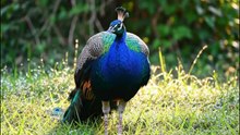 INNOCANCE ANIMALS