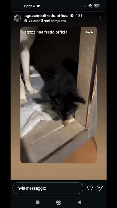 Agozzino Alfredo story con i suoi amici animali