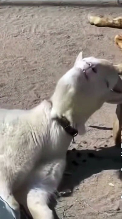 Sun bathing resting goat