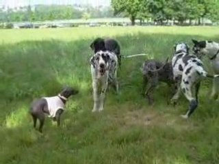Vidéo Les Dogues au Bois Mai 2008