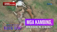 Mga kambing, kinain umano ng aswang?! | Dami Mong Alam, Kuya Kim!