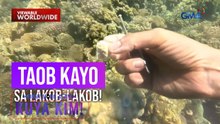 Sigarilyo na matatagpuan ilalim ng dagat, puwedeng kainin?! | Dami Mong Alam, Kuya Kim!
