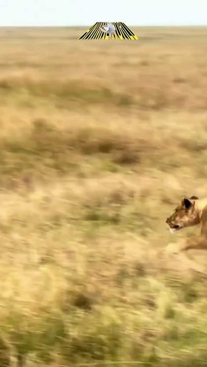 Don't like being alone, predators can target you more easily.