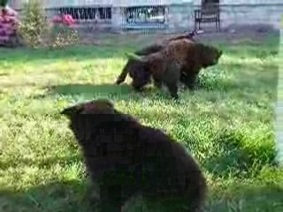 Clark, Celtic et Cheyenne à 2 mois