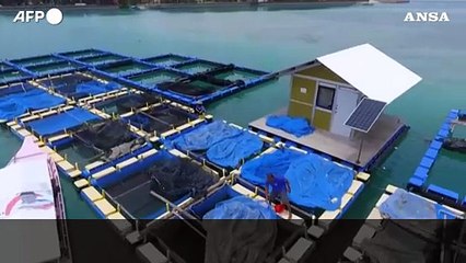 Indonesia, la lotta dgli abitanti dell'isola di Pulau Pari contro la Holcim