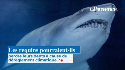 Les requins pourraient-ils perdre leurs dents à cause du  dérèglement climatique ?