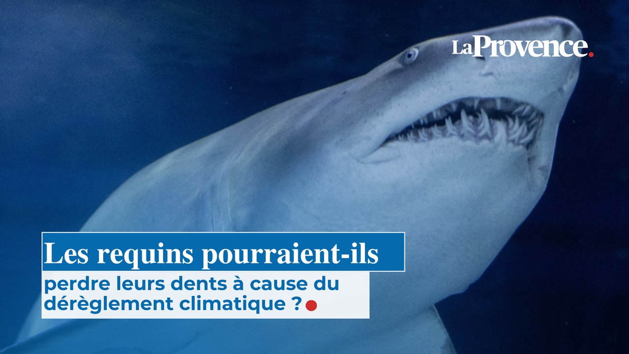 Les requins pourraient-ils perdre leurs dents à cause du  dérèglement climatique ?