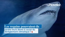 Les requins pourraient-ils perdre leurs dents à cause du  dérèglement climatique ?