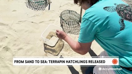 From sand to sea: Terrapin hatchlings released