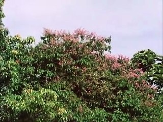 The Living Planet (1984)  E04 - Jungle