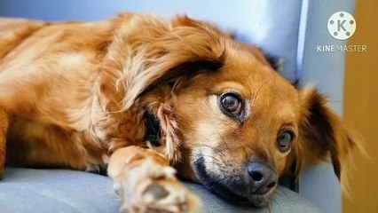 Os animais mais fofos do mundo N•271