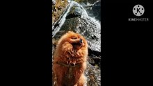 Os animais mais fofos do mundo N•272