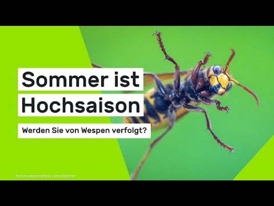 Sommer ist Hochsaison: Werden Sie von Wespen verfolgt?