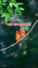 সঙ্গী হারানোর সুখ.........