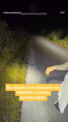 Dünyanın en tehlikeli canlısı 😂😂🤫