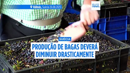 Menos apanhadores, mais calor: a receita para uma má estação para as bagas suecas