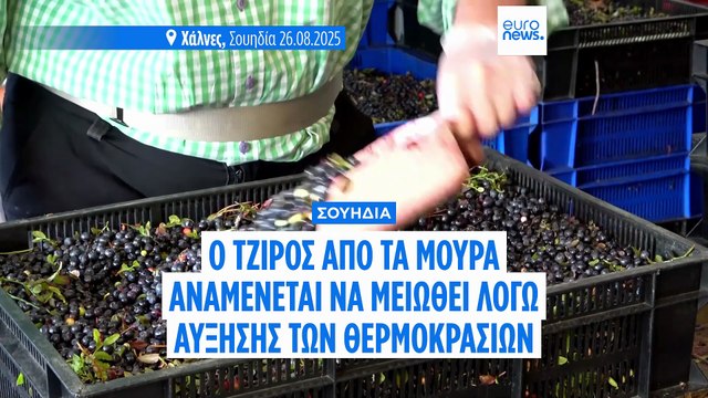 Κρίση στην αγορά μούρων: Η συμβολή της κλιματικής κρίσης