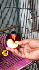 ബ്ലാക്ക് ഹെഡഡ് ലോറി ജോഡി | Black Headed Lorikeet #petsworld  #Lorikeet    #petbirds കൂടുതല്‍ വിവരങ്ങള്‍ക്ക് ഫെയർ ലാൻ്റ് പെറ്റ്സ് ,പത്തനംതിട്ട ,ഫോൺ നമ്പർ - 9544495581 / 9745382306Fairland Pets ,Near Renault Showroom ,Pathanamthitta