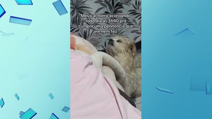 Cachorro religioso? Cão do Paraná acompanha dona em oração e viraliza 'dormindo em pé'; vídeo