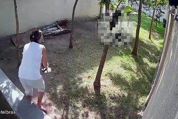 American bully sem focinheira ataca e mata cachorro em área pet de condomínio no Rio