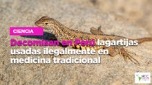 Decomisan en Perú lagartijas usadas ilegalmente en medicina tradicional
