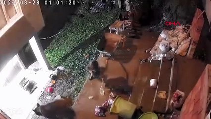 Anne ayı ve yavruları kameraya yakalandı